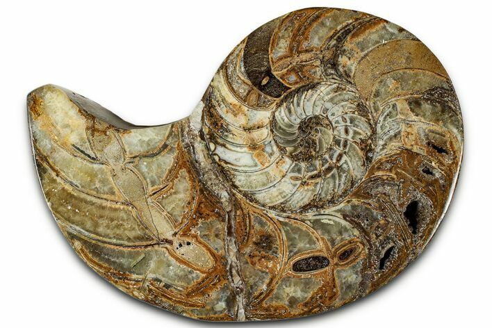 Cut & Polished Jurassic Nautilus Fossil (Half) - Madagascar #328062